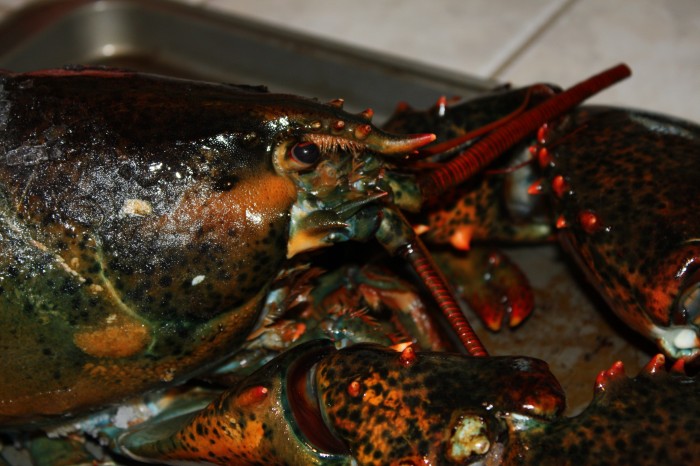 Lobster 5-29-2011 3-57-52 PM.JPG (2 MB)